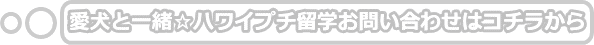 語学留学特別キャンペーンお申し込み