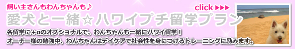 愛犬も一緒☆ハワイプチ留学プラン