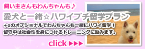 愛犬も一緒☆ハワイプチ留学プラン